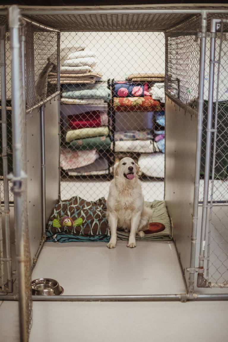 Dog Boarding Kritter Kastle Green Lake and Fond Du Lac County