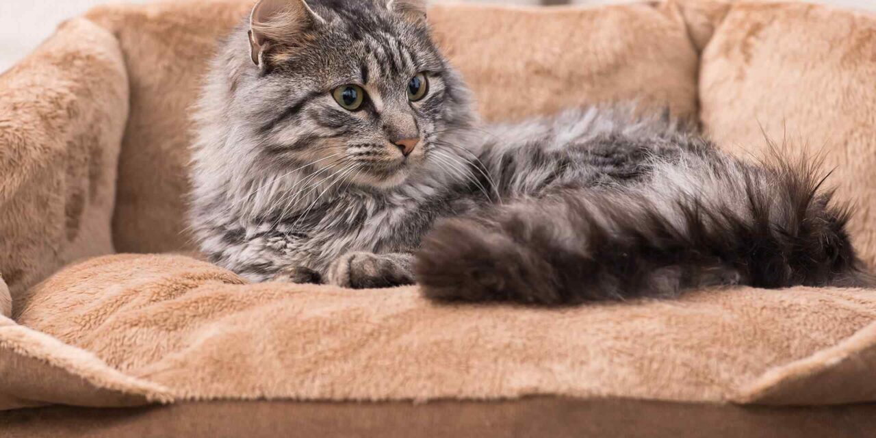 Find the Perfect Bed for Your Cat