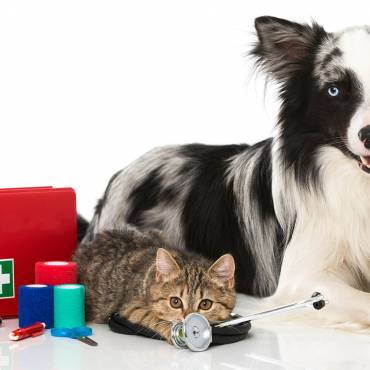Assembling a Pet First Aid Kit