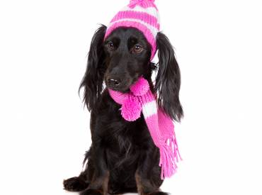 10 Winter Safety Tips for Dog Owners