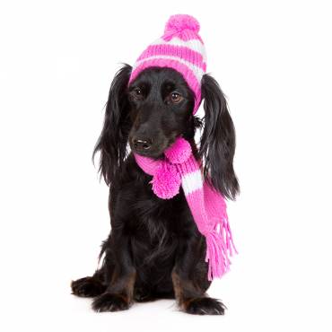 10 Winter Safety Tips for Dog Owners