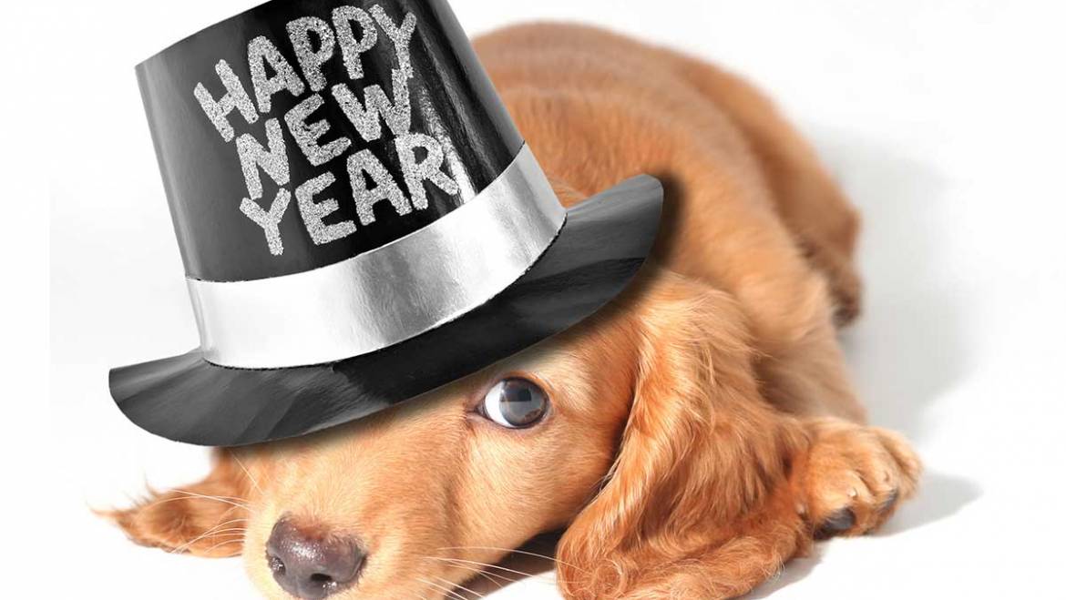 New Year’s Resolutions for Your Pet