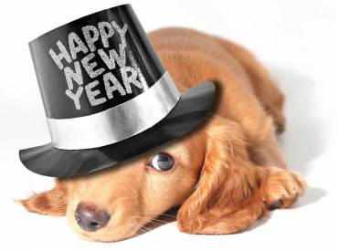 New Year’s Resolutions for Your Pet