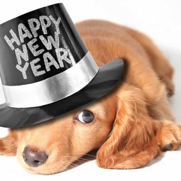 New Year’s Resolutions for Your Pet