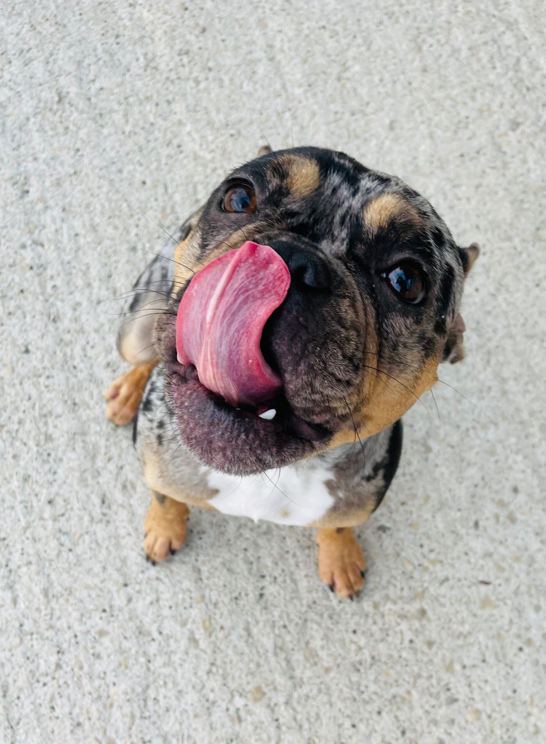 IMG_0712 https://www.kritterkastle.com/wp-content/uploads/2025/12/IMG_0712-scaled.jpg