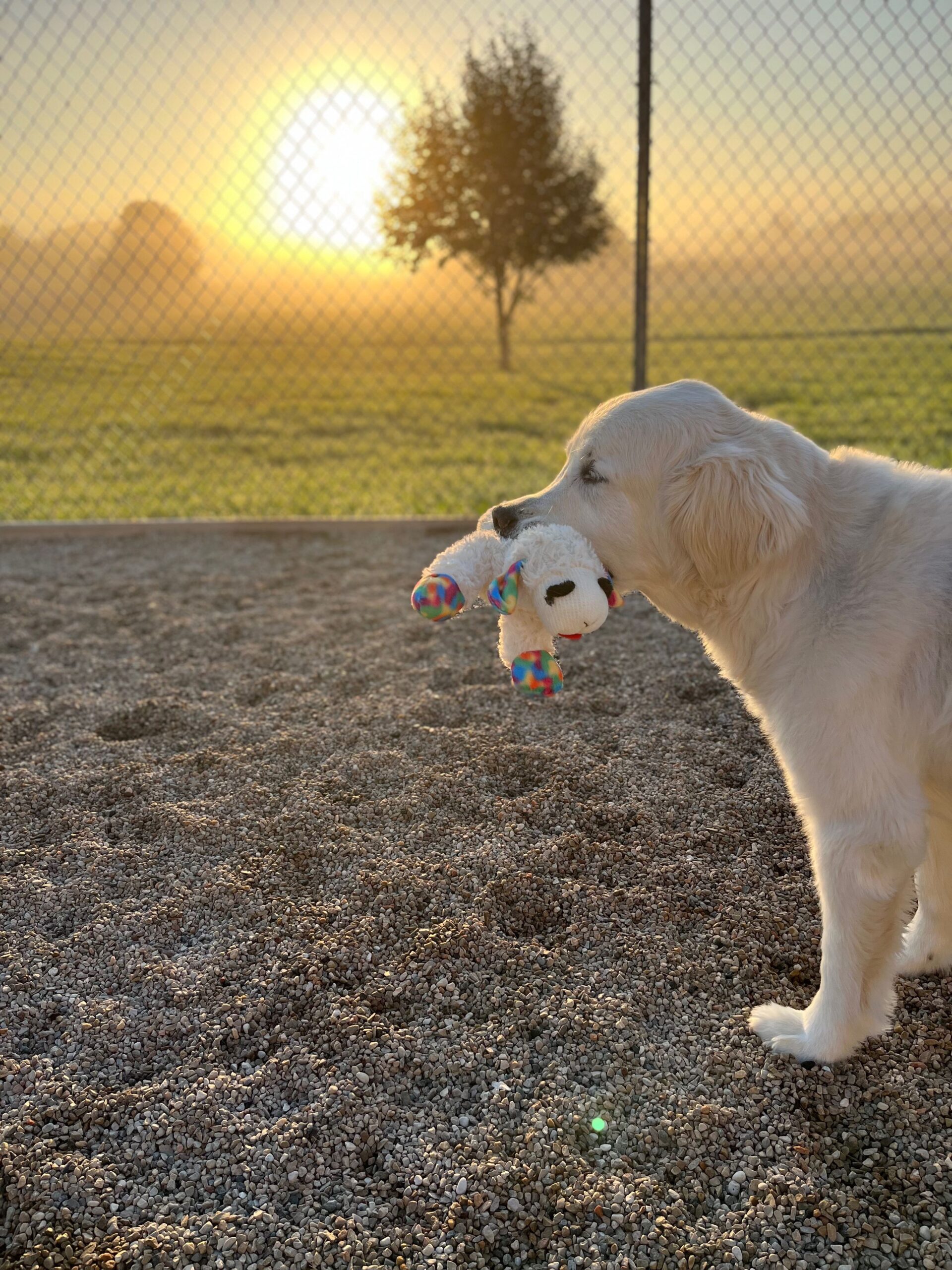 IMG_1442 https://www.kritterkastle.com/wp-content/uploads/2025/12/IMG_1442-scaled.jpg