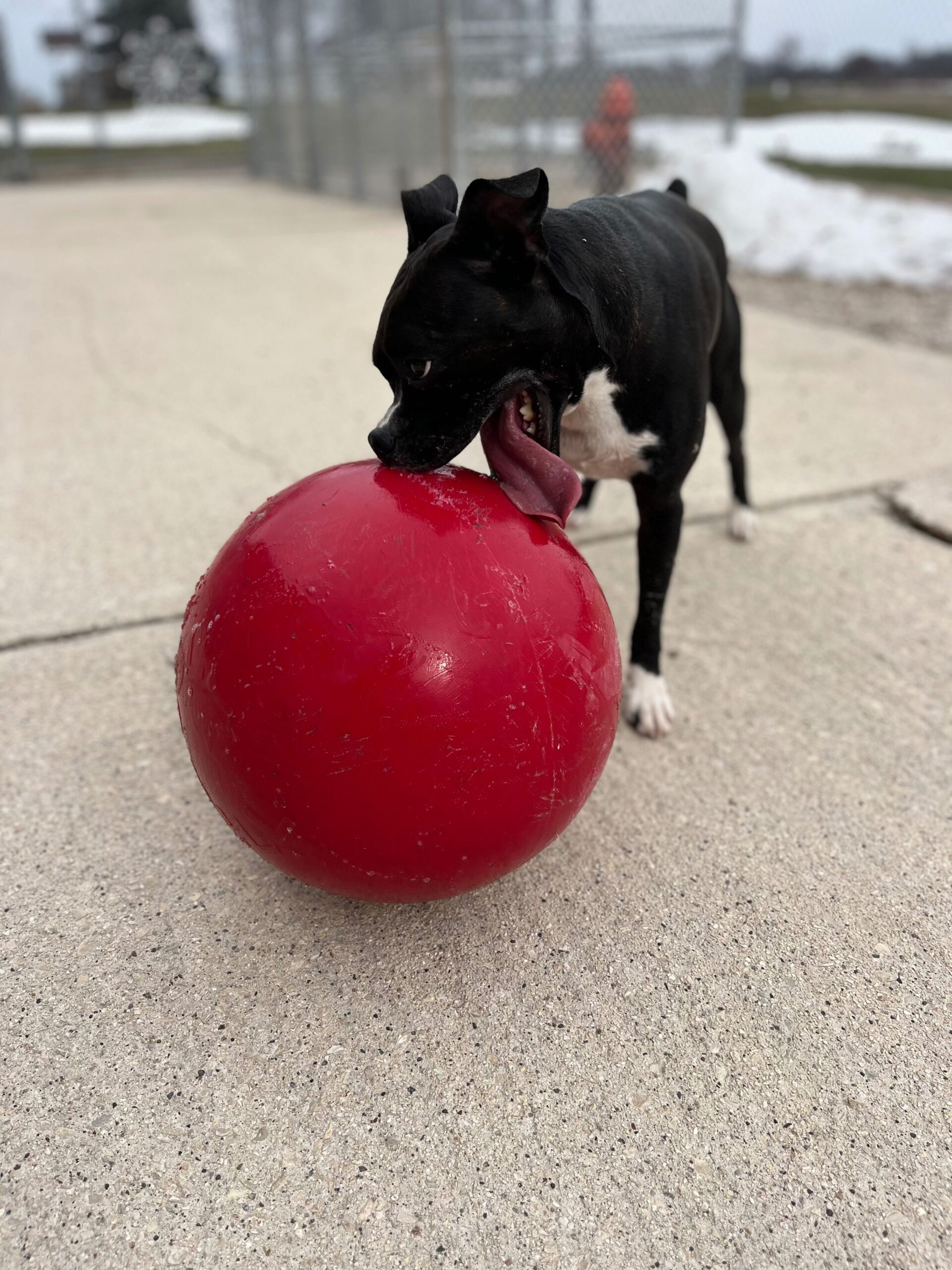 IMG_3847 https://www.kritterkastle.com/wp-content/uploads/2025/12/IMG_3847-scaled.jpg