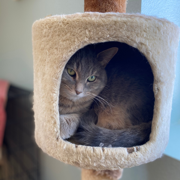 Cat boarding Cat boarding