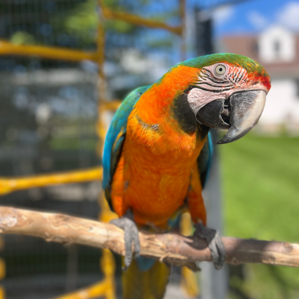 exoticpet Small and exotic pet boarding at Kritter Kastle