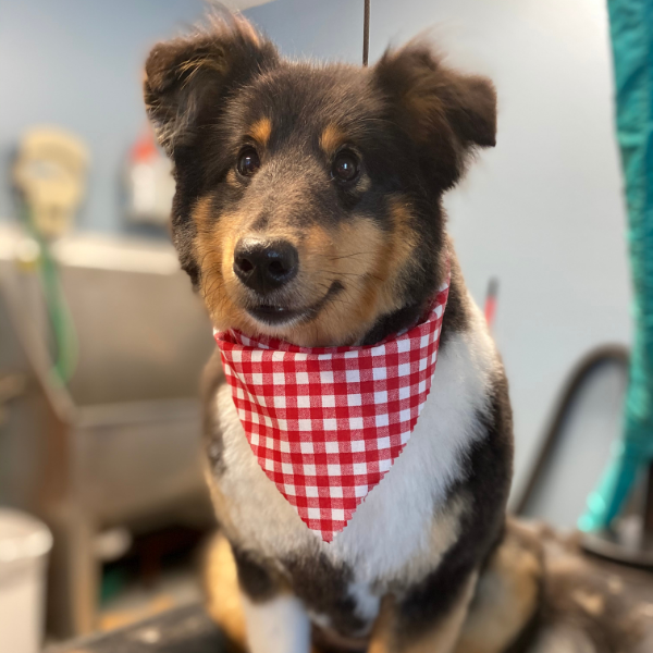 grooming https://www.kritterkastle.com/wp-content/uploads/2025/12/grooming.png