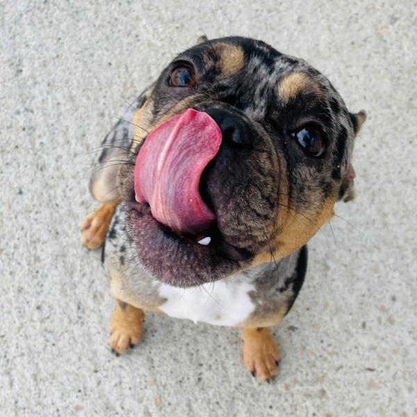 pricing https://www.kritterkastle.com/wp-content/uploads/2025/12/pricing.png